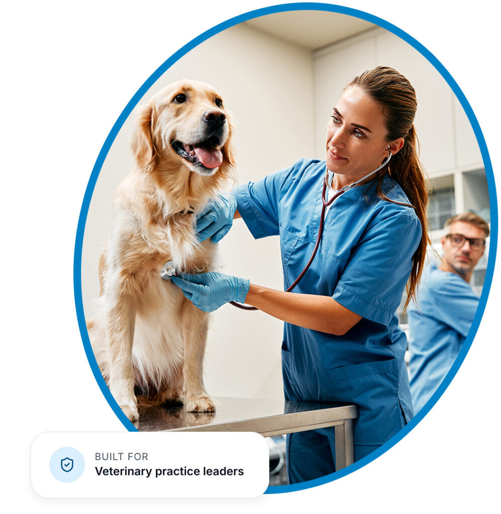 Veterinary practice and golden retriever