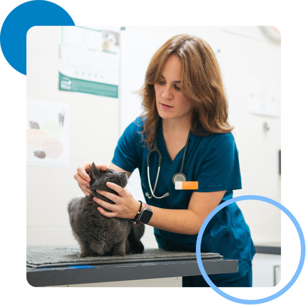 woman veterinarian inspecting cat on table in clinic